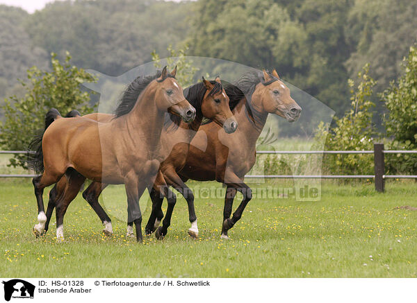 trabende Araber / trotting arabian horses / HS-01328