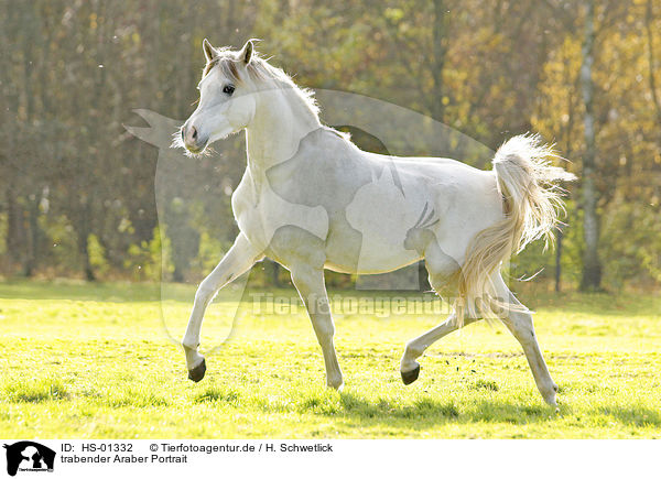 trabender Araber Portrait / trotting arabian horse / HS-01332