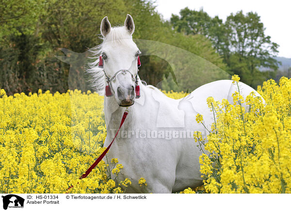 Araber Portrait / arabian horse portrait / HS-01334