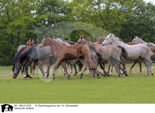 trabende Araber / trotting arabian horses / HS-01335