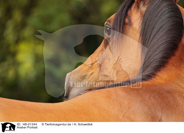 Araber Portrait / arabian horse portrait / HS-01344