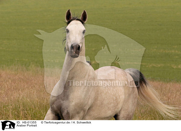 Araber Portrait / arabian horse portrait / HS-01355