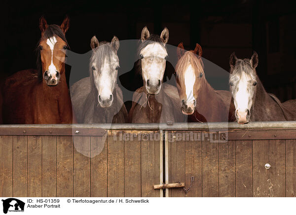 Araber Portrait / arabian horses portrait / HS-01359