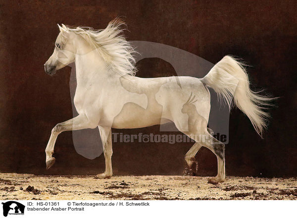 trabender Araber Portrait / trotting arabian horse / HS-01361