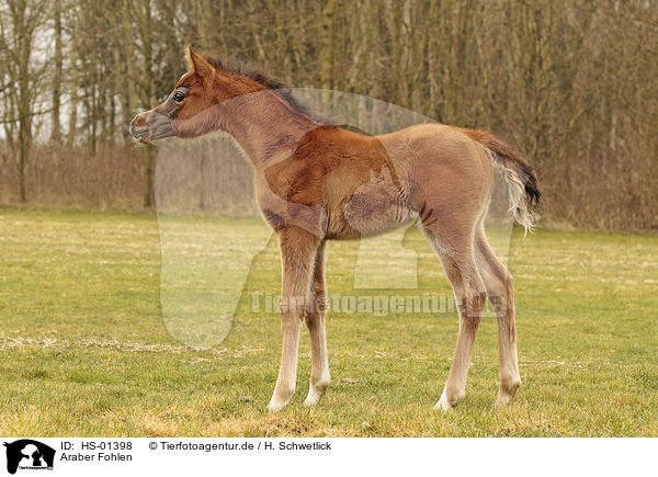 Araber Fohlen / arabian horse foal / HS-01398