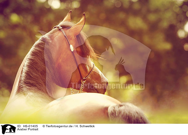 Araber Portrait / arabian horse portrait / HS-01405
