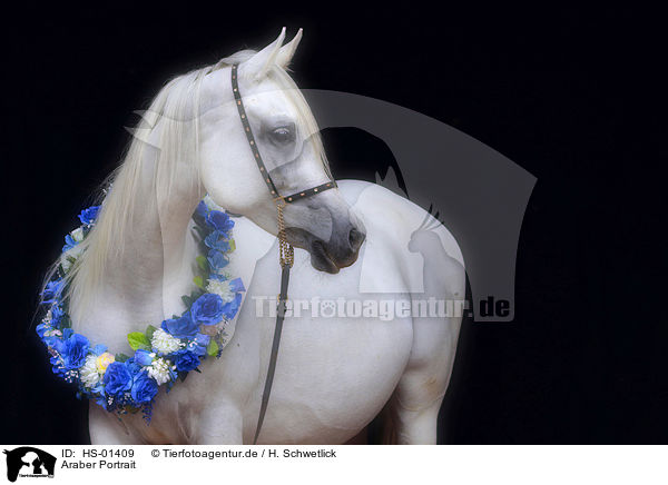 Araber Portrait / arabian horse portrait / HS-01409