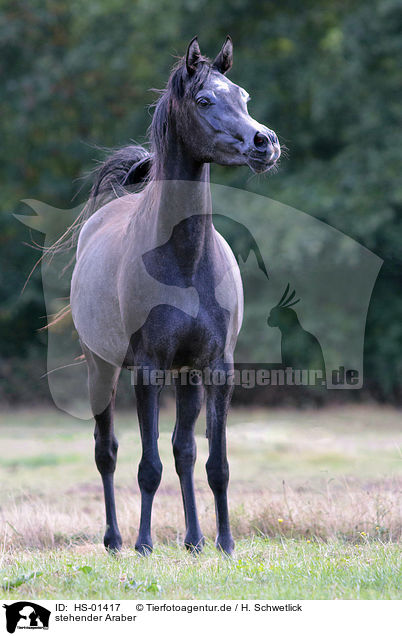 stehender Araber / standing arabian horse / HS-01417