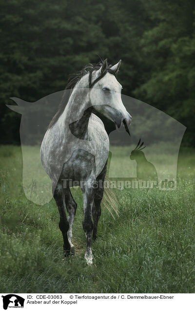 Araber auf der Koppel / arabian horse on the meadow / CDE-03063