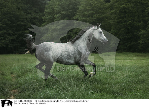 Araber rennt ber die Weide / Arabian horse runs over the meadow / CDE-03066