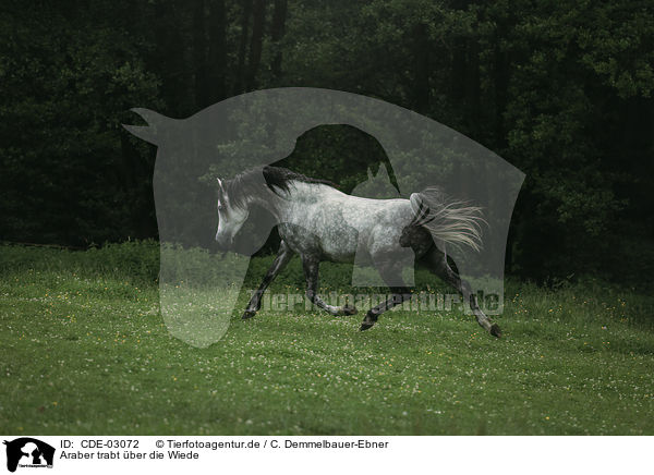 Araber trabt ber die Wiede / arabian horse runs over the meadow / CDE-03072