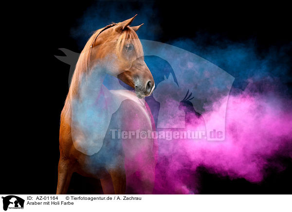 Araber mit Holi Farbe / Arabian horse with holi powder / AZ-01164