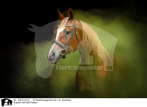 Araber mit Holi Farbe / Arabian horse with holi powder / AZ-01210