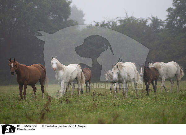 Pferdeherde / herd of horses / JM-02886