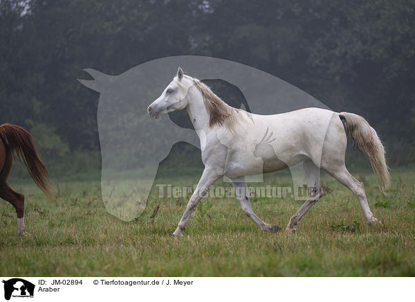 Araber / arabian horse / JM-02894