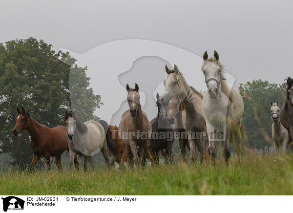 Pferdeherde / herd of horses / JM-02931