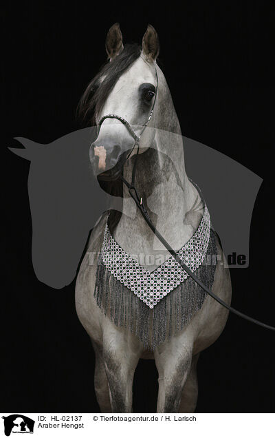 Araber Hengst / arabian horse stallion / HL-02137