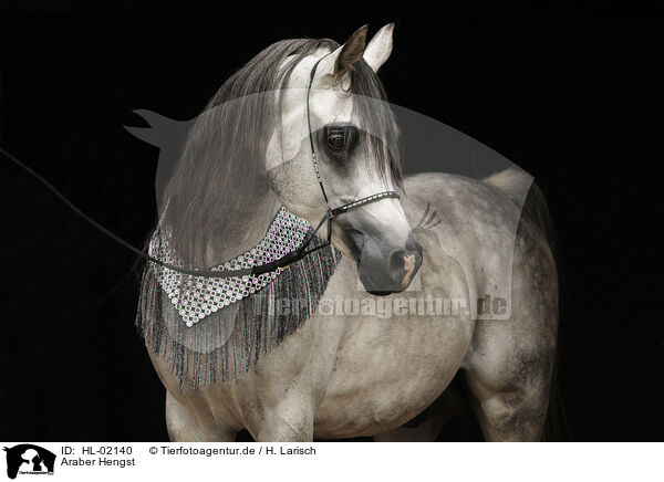 Araber Hengst / arabian horse stallion / HL-02140