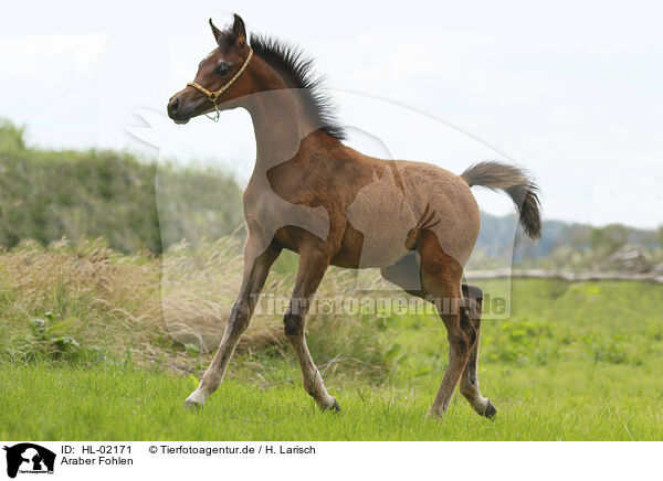 Araber Fohlen / arabian horse foal / HL-02171