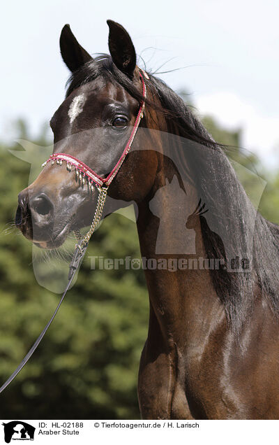 Araber Stute / arabian horse mare / HL-02188