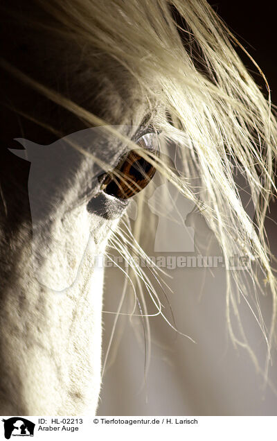 Araber Auge / arabian horse eye / HL-02213