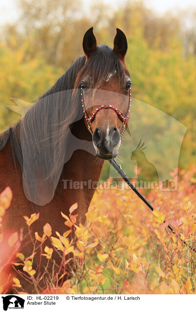 Araber Stute / arabian horse mare / HL-02219