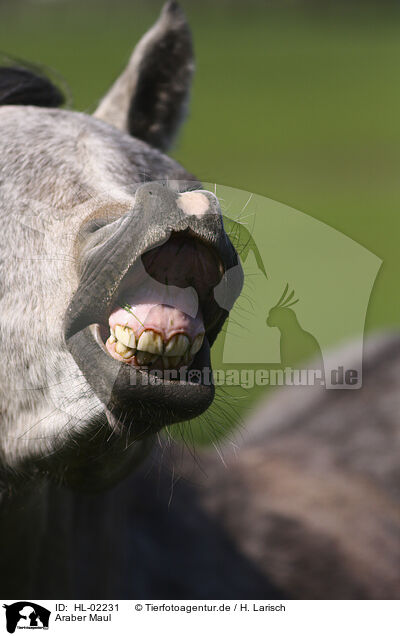 Araber Maul / arabian horse mouth / HL-02231