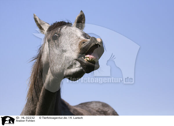 Araber Fohlen / arabian horse foal / HL-02232