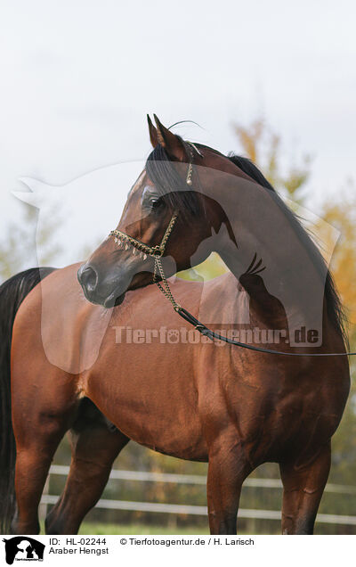 Araber Hengst / arabian horse stallion / HL-02244