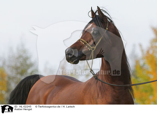 Araber Hengst / arabian horse stallion / HL-02245