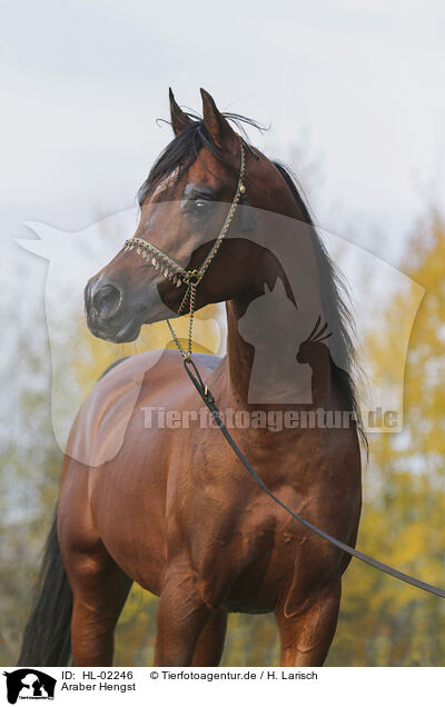 Araber Hengst / arabian horse stallion / HL-02246