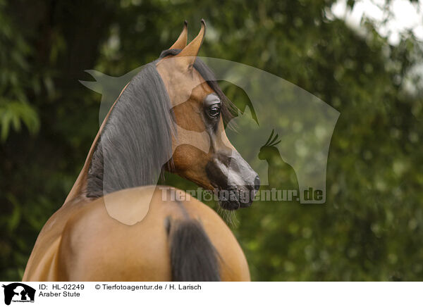 Araber Stute / arabian horse mare / HL-02249