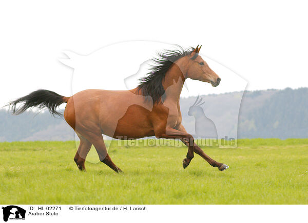 Araber Stute / arabian horse mare / HL-02271