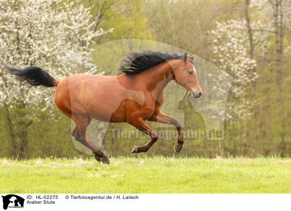 Araber Stute / arabian horse mare / HL-02275