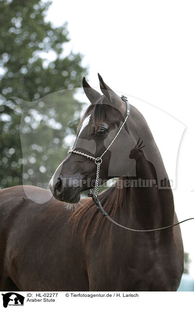 Araber Stute / arabian horse mare / HL-02277