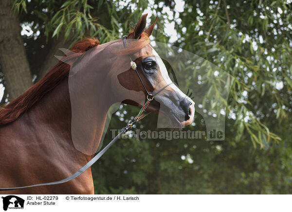 Araber Stute / arabian horse mare / HL-02279