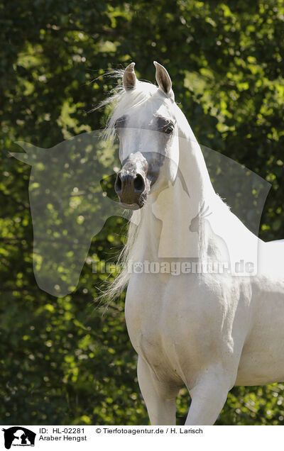 Araber Hengst / arabian horse stallion / HL-02281