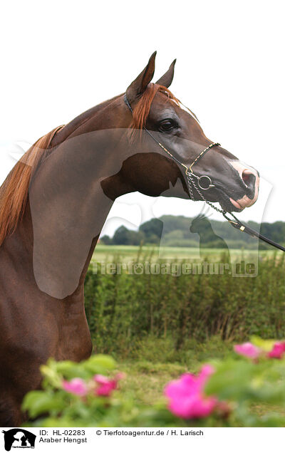 Araber Hengst / arabian horse stallion / HL-02283