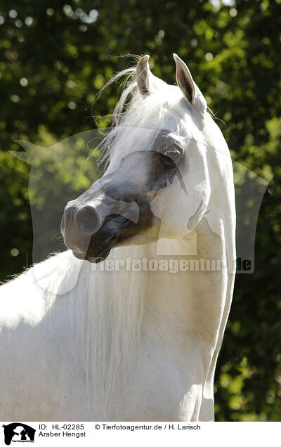Araber Hengst / arabian horse stallion / HL-02285