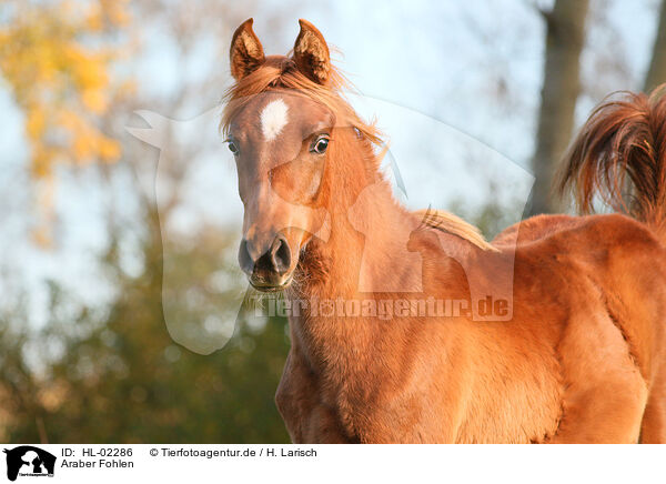 Araber Fohlen / arabian horse foal / HL-02286