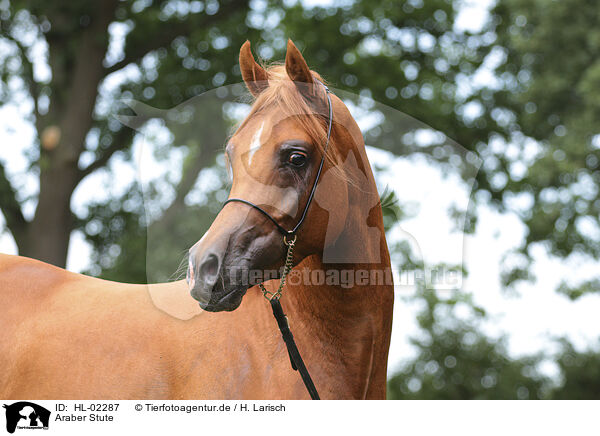 Araber Stute / arabian horse mare / HL-02287