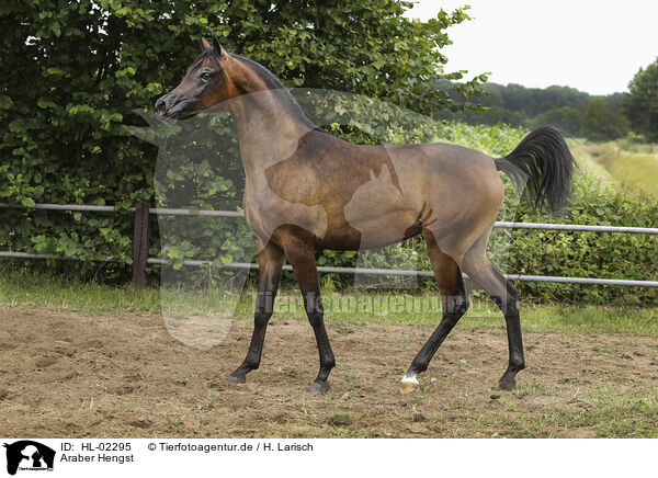 Araber Hengst / arabian horse stallion / HL-02295
