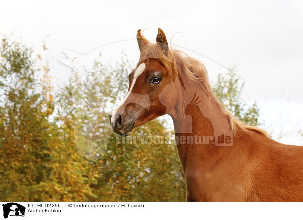 Araber Fohlen / arabian horse foal / HL-02296