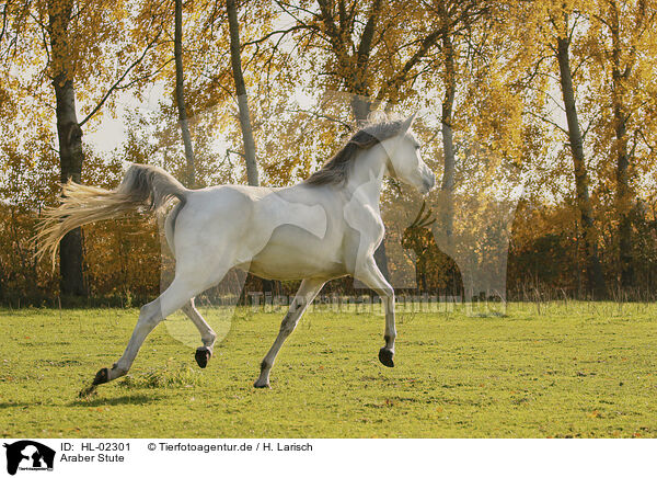 Araber Stute / arabian horse mare / HL-02301