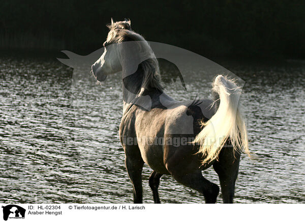 Araber Hengst / arabian horse stallion / HL-02304