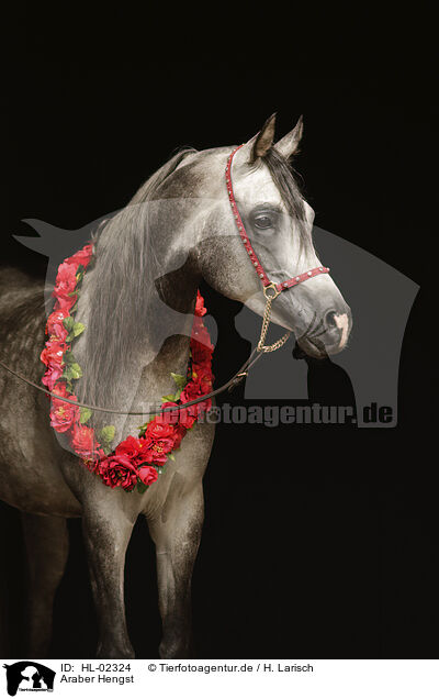 Araber Hengst / arabian horse stallion / HL-02324