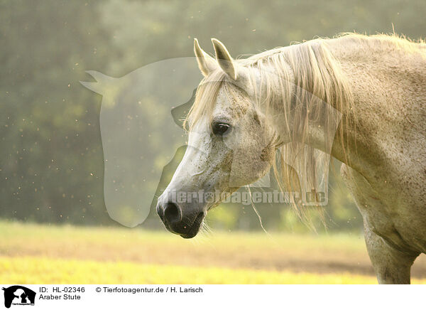 Araber Stute / arabian horse mare / HL-02346