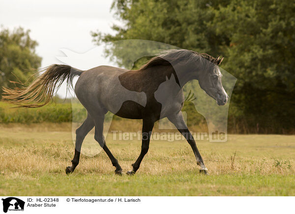 Araber Stute / arabian horse mare / HL-02348