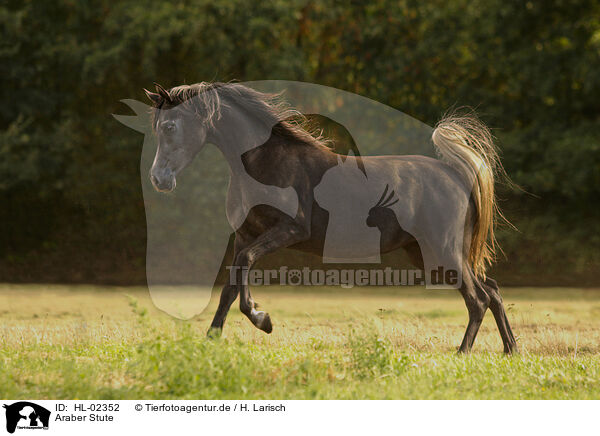 Araber Stute / arabian horse mare / HL-02352