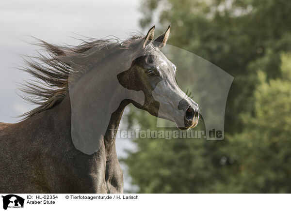 Araber Stute / arabian horse mare / HL-02354